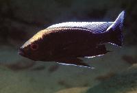 <i>Copadichromis</i> sp. 