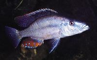 <i>Dimidiochromis compressiceps</i>