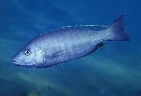 Binga, Kiwingi haplochromis