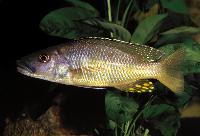 <i>Exochochromis anagenys</i>, Chizumulu