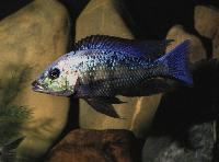 <i>Fossorochromis rostratus</i>