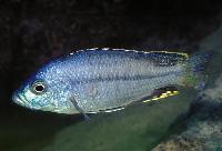 <i>Hemitaeniochromis spilopterus</i>, Mdoka