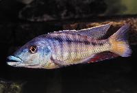 <i>Lichnochromis acuticeps</i>