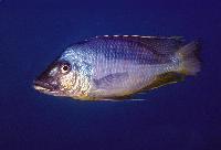 <i>Mylochromis epichoralis</i>, Gome