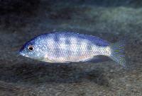 <i>Mylochromis ericotaenia</i>, Magunga