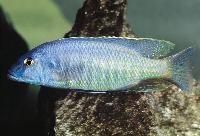 <i>Mylochromis formosus</i>