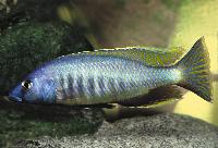 <i>Mylochromis gracilis</i>