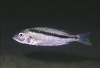 <i>Mylochromis</i> sp. 'kande', Kande