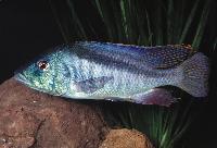 <i>Mylochromis lateristriga</i>