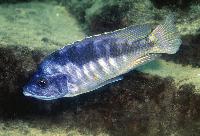 <i>Mylochromis labidodon</i>, Mbenji