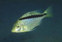 <i>Mylochromis melanonotus</i>, Eccles Reef