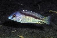 <i>Mylochromis melanotaenia</i>, Makonde