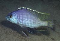 <i>Mylochromis mola</i>, Maleri