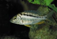 <i>Mylochromis sphaerodon</i>