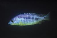 <i>Mylochromis spilostichus</i>, Makokola