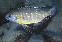 <i>Mylochromis subocularis</i>, Chesese