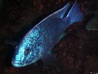 <i>Sciaenochromis fryeri</i>