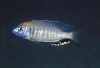 <i>Nyassachromis prostoma</i>, Masinje