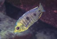 Golden head auromarginatus