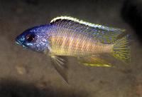 <i>Otopharynx</i> sp. 'gold blueface', Ikombe