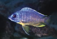 <i>Otopharynx heterodon</i>, Magunga