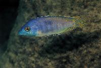 Trefläcks mylochromis/otopharynx, långnosad otopharynx