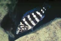 <i>Placidochromis</i> sp. 