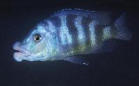 <i>Placidochromis milomo</i>, Nkhomo Reef