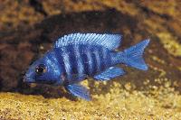 <i>Placidochromis</i> sp. "phenochilus tanzania", Lupingu