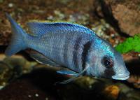 <i>Placidochromis electra</i>