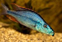 <i>Dimidiochromis compressiceps</i>