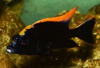 Black orange dorsal lithobates