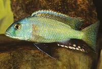 Stripeback/Mbowe haplochromis