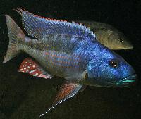 <i>Champsochromis spilorhynchus</i>