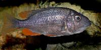 <i>Copadichromis borleyi</i>, Kadango