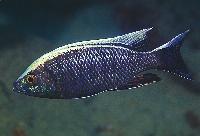 <i>Copadichromis</i> ilesi', Gome