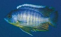 <i>Copadichromis</i> sp. 'mbenji blue', Mbenji