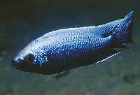 <i>Copadichromis trewavasae</i>, Chizumulu 