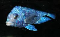 <i>Placidochromis</i> sp. "phenochilus tanzania"