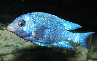 <i>Placidochromis</i> sp. "phenochilus tanzania"