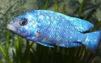 <i>Placidochromis</i> sp. "phenochilus tanzania"