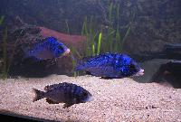 <i>Placidochromis phenochilus</i>, Mdoka