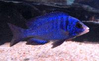 <i>Placidochromis phenochilus</i>, Mdoka