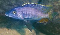 <i>Mylochromis</i> sp. 'lateristriga makanjila, Gome