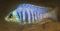 <i>Placidochromis </i> sp. 'jalo'