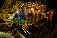 <i>Placidochromis milomo</i>