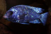 <i>Placidochromis</i> sp. "phenochilus tanzania", Lupingu