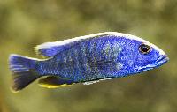 <i>Sciaenochromis fryeri</i>