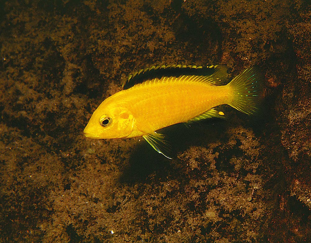 Labidochromis caeruleus 