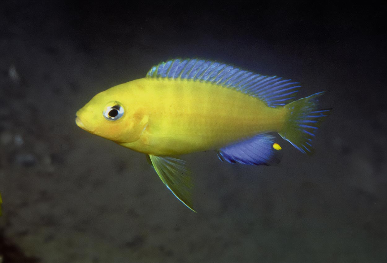 Foto på fisken Metriaclima barlowi